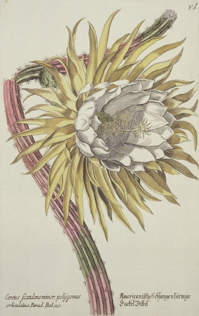 Cereus Scandens Minor Polygonus de 